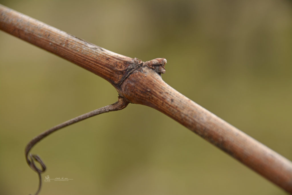 knospen - buds