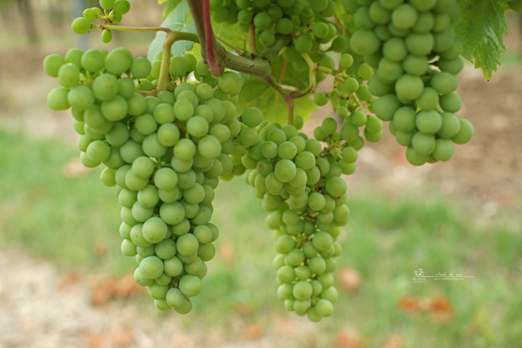 beautiful grapes