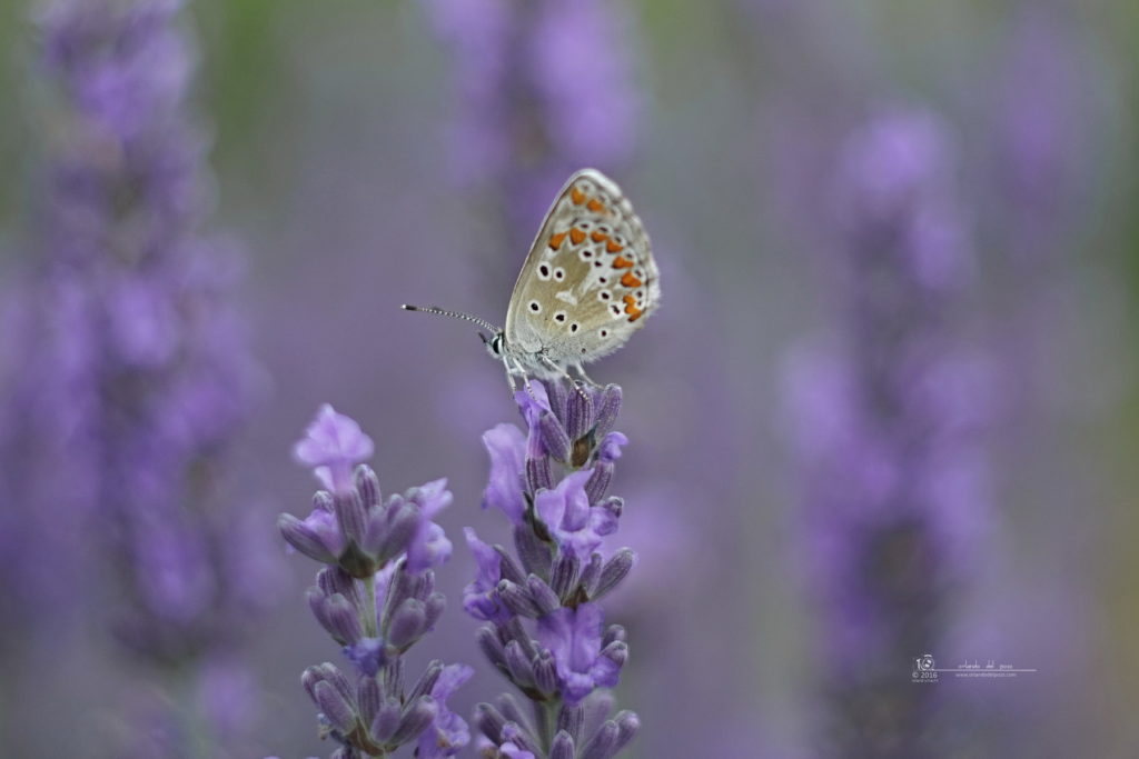 bläuling - common blue