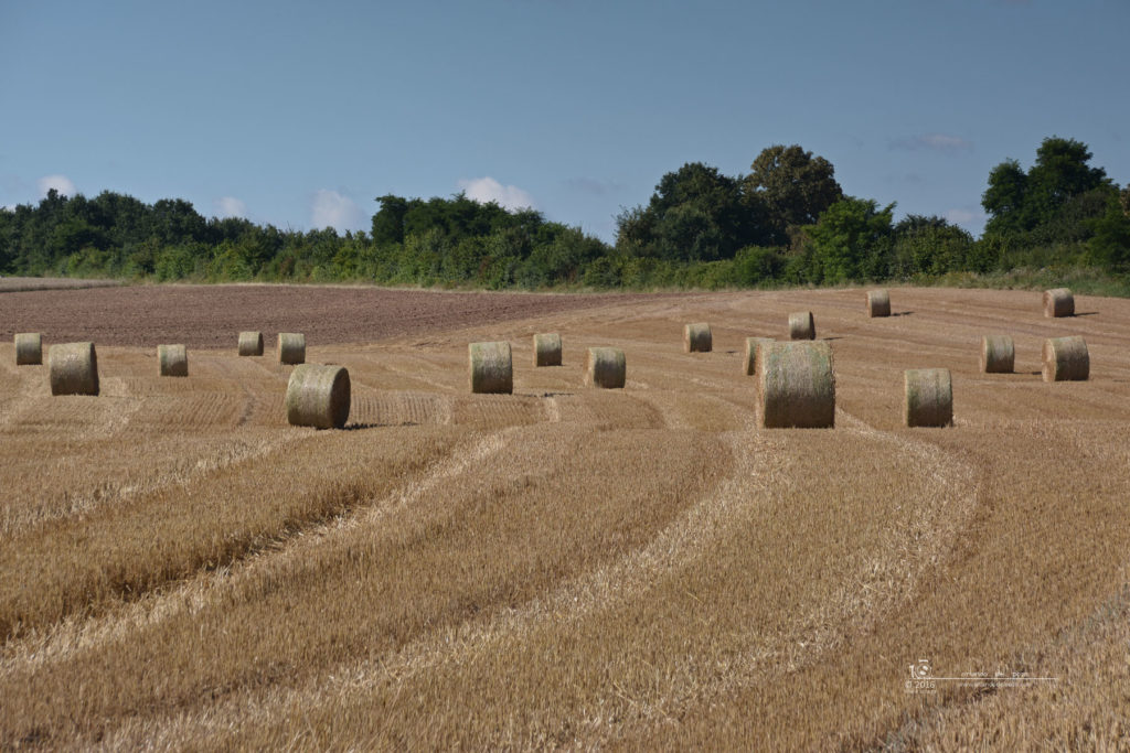 harvest