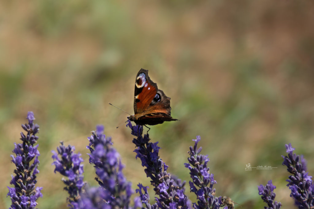 pfauenauge - peacock butterfly